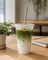 PLA compostable cup 16 oz — cold beverages
